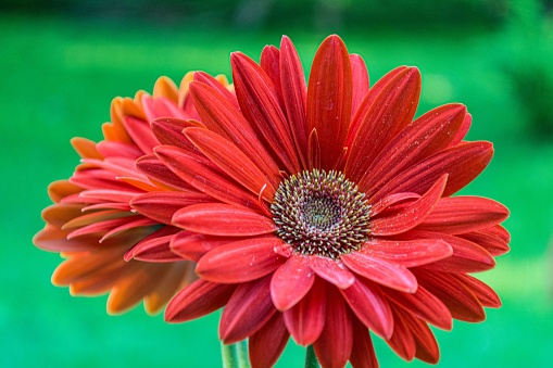 A closeup shot of a blooming red gerbera daisy
