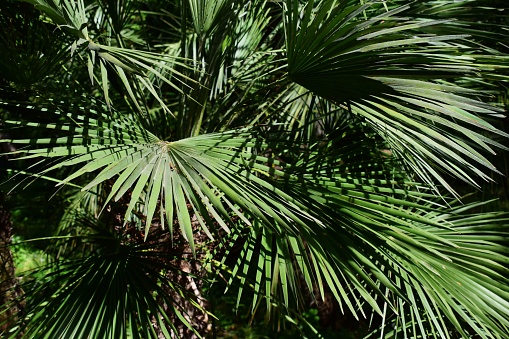 A closeup of Saw Palmetto plant in a park