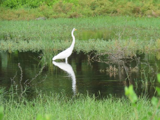 istock White heron in a swamp with its reflection in the water 1459298749