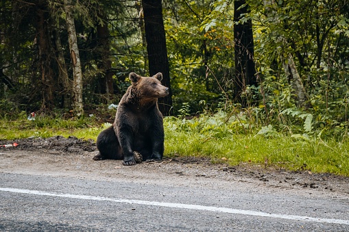A closeup shot of a brown Grizzly bear sitting on the side of a road with a forest in the background
