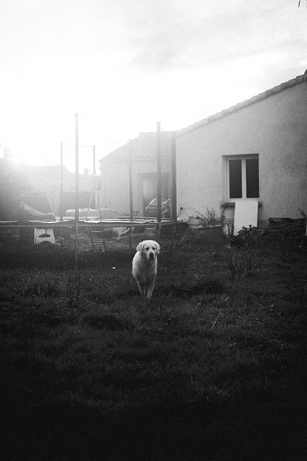 A vertical grayscale shot of an adorable Kuvasz walking in the yard