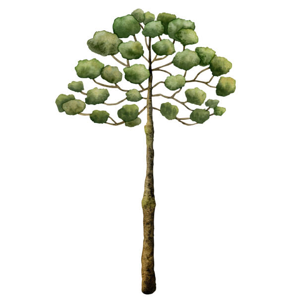 ilustraciones, imágenes clip art, dibujos animados e iconos de stock de acuarela araucaria de la época de los dinosaurios. pino de la isla norfolk dibujado a mano aislado sobre fondo blanco - coniferous tree