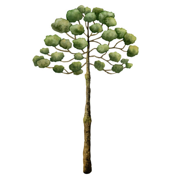 Watercolor Araucaria tree from ancient dinosaur era. Hand drawn Norfolk Island pine isolated on white background Watercolor Araucaria tree from ancient dinosaur era. Hand drawn Norfolk Island pine isolated on white background. coniferous tree stock illustrations