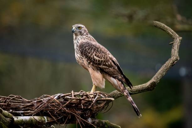 istock Hawk perched on the nest on the tree branch 1459300374