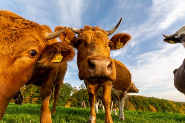 istock Closeup of cows in greenery field 1459301131