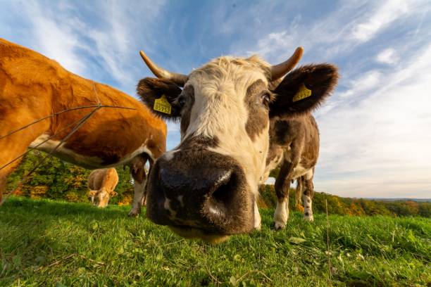 istock Closeup of cows in greenery field 1459301180
