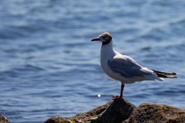 istock Seagull perching on rock in background of sea 1459301866