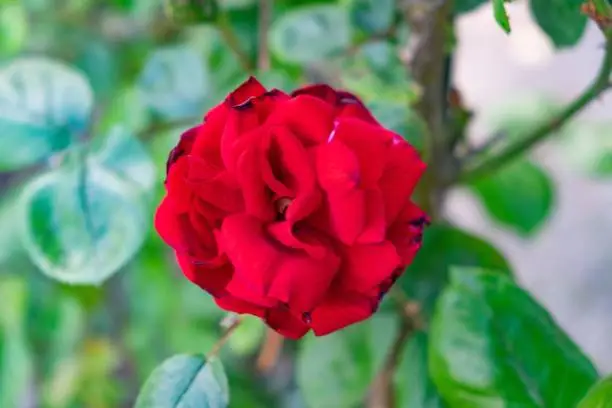 Photo of Closeup of red Rosa 'Ingrid Bergman' flower in the garden on a blurred background