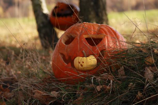 istock Closeup of a Halloween pumpkin in a forest 1459302437
