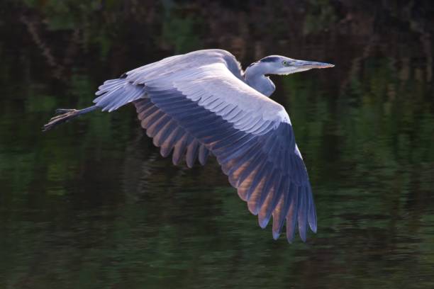 istock Selective of a great blue heron (Ardea herodias) in flight over the lake 1459302445