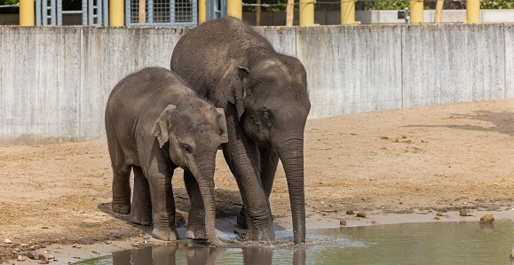 A beautiful shot of a mother and a baby elephants drinking water from a pond in the zoo