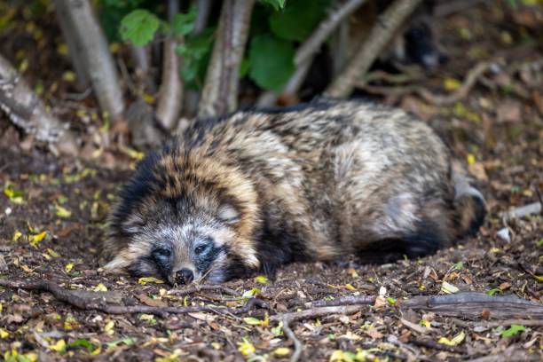 A raccoon dog sleeping on the ground