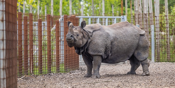 A large rhinoceros standing next to metal fences in the zoo