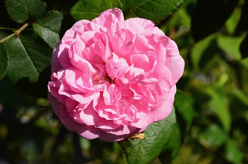 Rugosa rose, Rosa rugosa, also known as beach rose or Japanese rose, with pink flower in spring, Netherlands