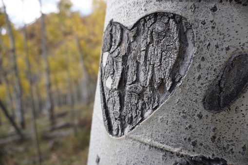 Heartshape with initials and willow leaves carved in a tree trunk of a beech tree.