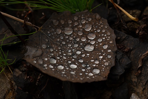 A closeup shot of a fallen leaf with water drops on it in the forest