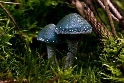 A closeup shot of a Stropharia aeruginosa fungus grown in the forest on the blurred background