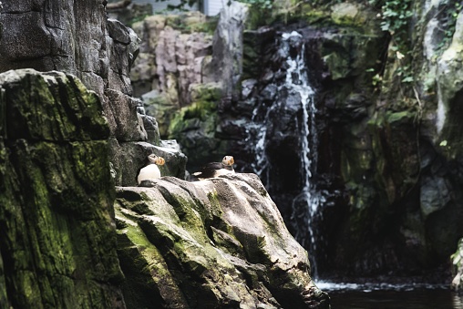 Two cute puffins sitting on the rocks near the waterfall