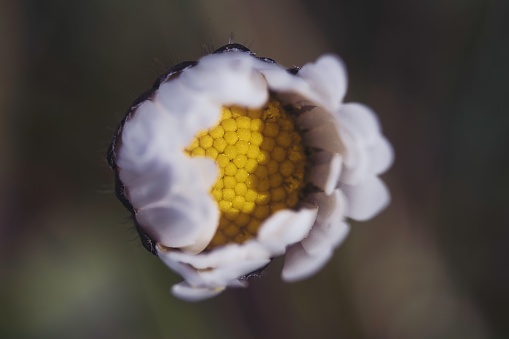 A macro shot of the white blooming flower in the garden