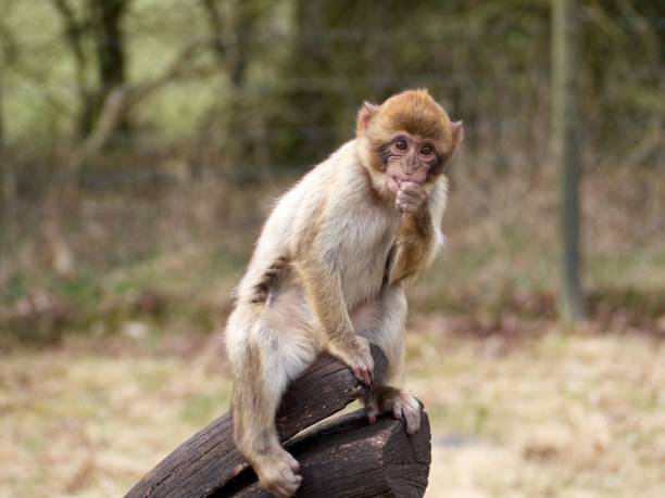 Common squirrel monkey (Saimiri sciureus) in a tree, captive, distribution South America