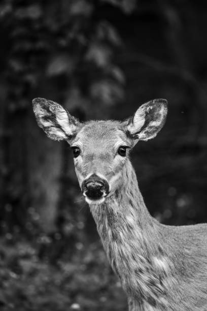 istock Grayscale shot of a deer in the forest 1459303478