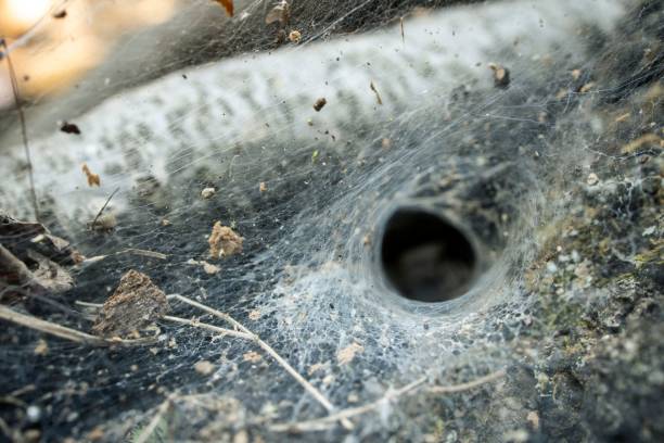 A closeup of a funnel-web spider nest in the forest