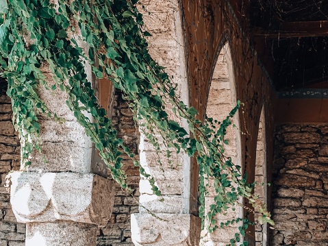 A closeup shot of ivy vines on a column of an old building