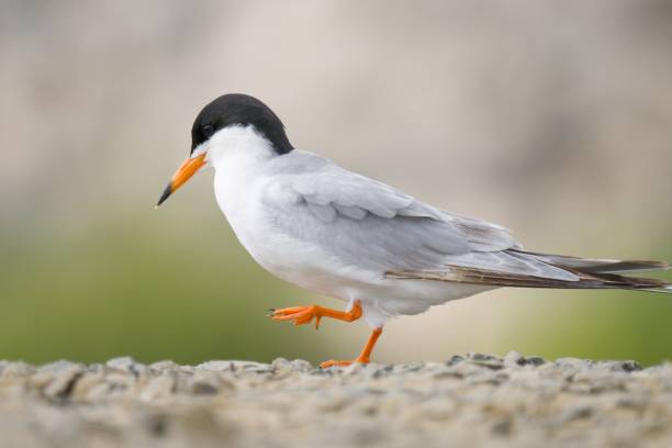 istock Closeup of a cute little tern on a ground 1459304359