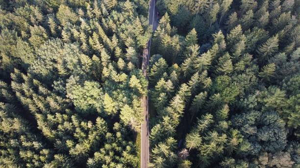 istock Beautiful view of a forest with a road and large trees in Euba, Chemnitz, Germany 1459304645