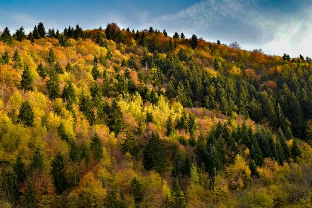 istock Mountain covered with autumn foliage under blue cloudy sky 1459304901