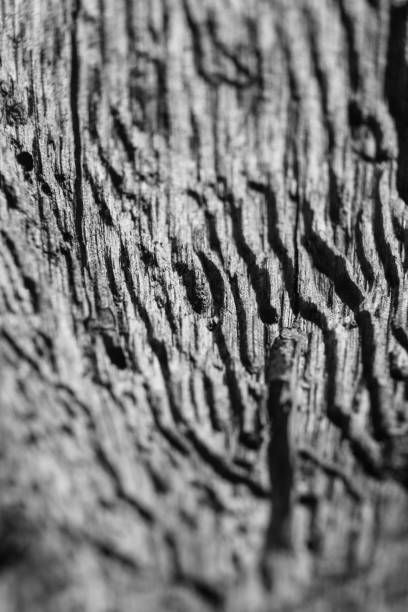 A vertical shot of a wooden surface perfect for background