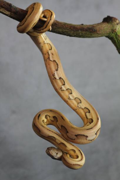 istock Vertical shot of a yellow boa constrictor hanging off a tree branch 1459305030