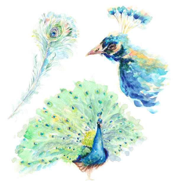 공작 - 전신, 머리 초상화 및 깃털. - close up peacock animal head bird stock illustrations