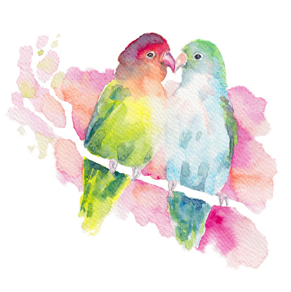 Fischers Lovebirds. Cuddle couple of green and blue parrots sitting on a branch. Romantic bird dialog. Realistic Illustration - watercolor graphics on paper. Isolated on white background.
