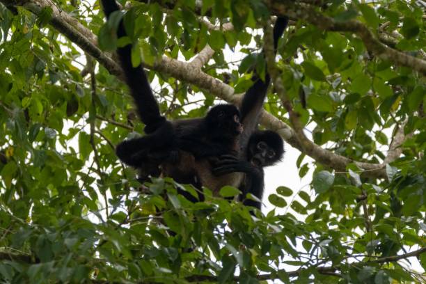 istock Low angle shot of a mother spider monkey with an infant 1459305408