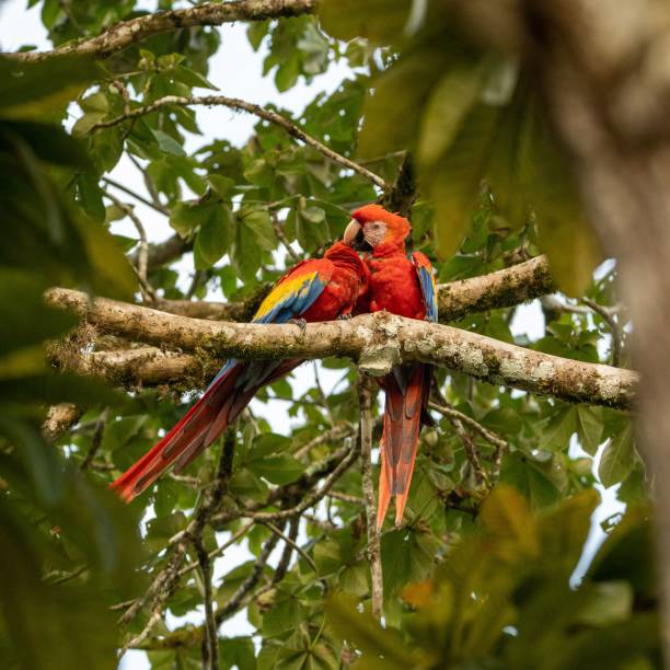 istock Couple of scarlet macaws perched on a branch 1459305423