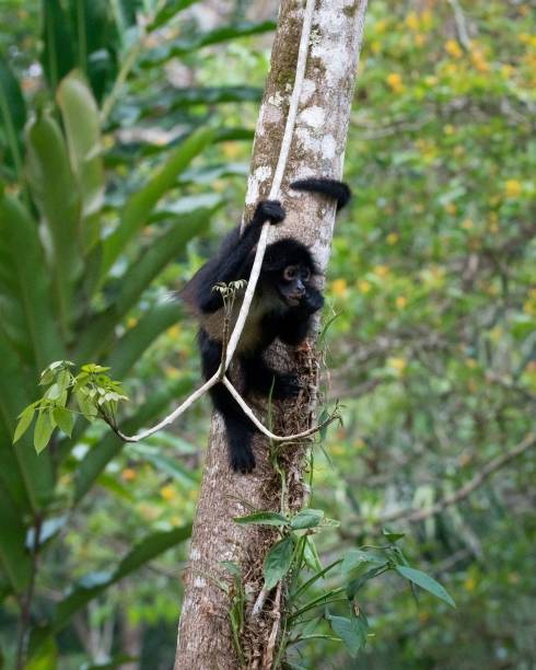 istock Vertical shot of a spider monkey on a tree 1459305432