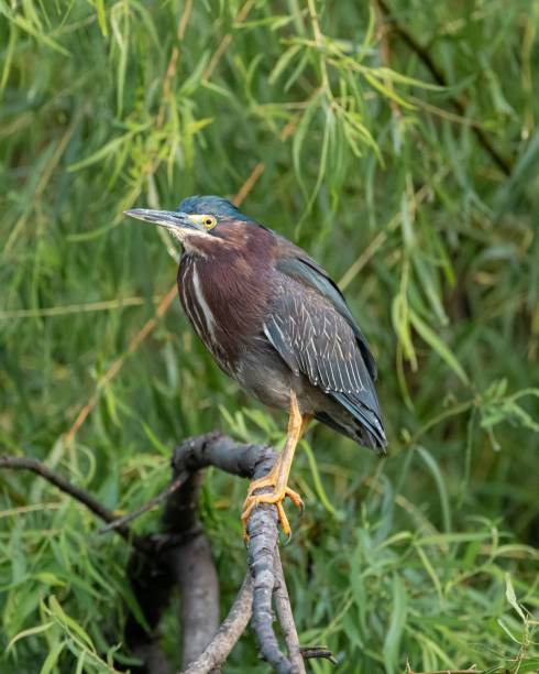 istock Vertical shot of a green heron perched on a branch 1459305439