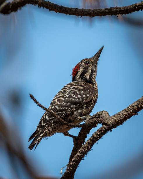 istock Selective of a white-backed woodpecker (Dendrocopos leucotos) on a branch 1459305449