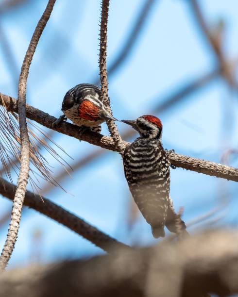 istock Selective of white-backed woodpeckers (Dendrocopos leucotos) on a branch 1459305453