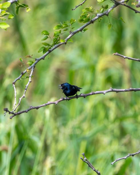 istock Selective of a bluebird on a branch 1459305474