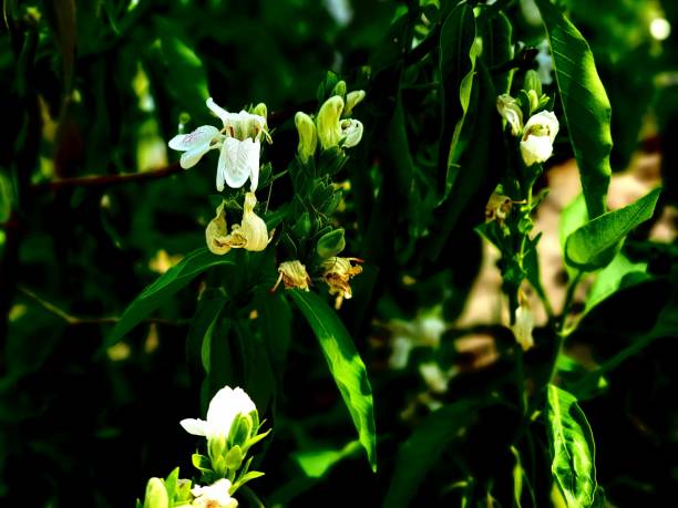 primer plano de la planta adhatoda vasica o justicia adhatoda que crece en el jardín en un día soleado - vasica fotografías e imágenes de stock