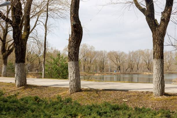 istock A park in China with a small river and a tree in it 1459305823