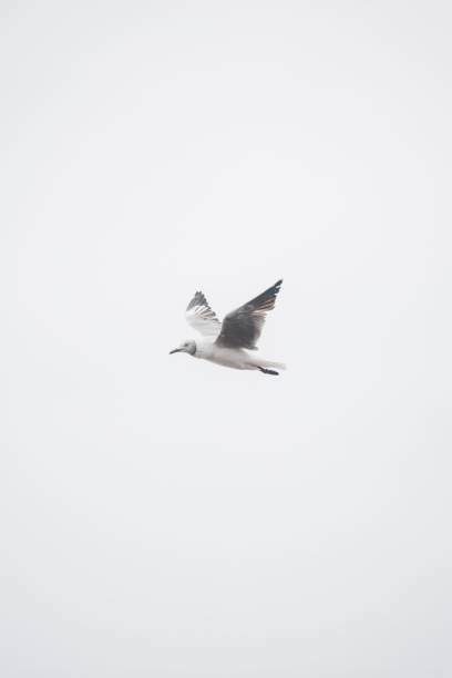 istock Vertical shot of a seagull flying in the sky 1459306038