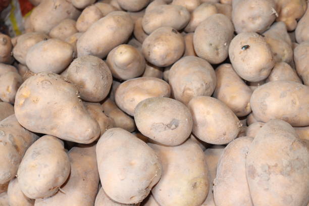 istock Fresh potato in stock for sell. 1459306916
