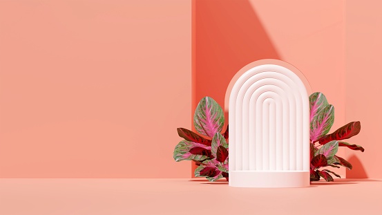 A podium display with calathea roseopicta plant on a pink background.