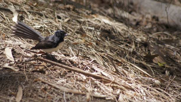 istock Cute black Willie Wagtail (Rhipidura leucophrys) resting on the ground in a forest on a sunny day 1459307403