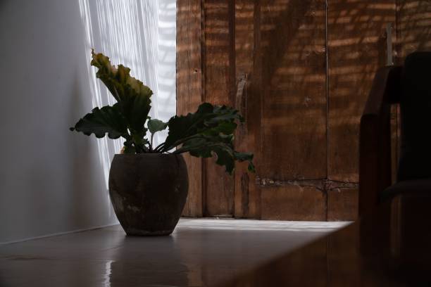 House Plant in Home entrance