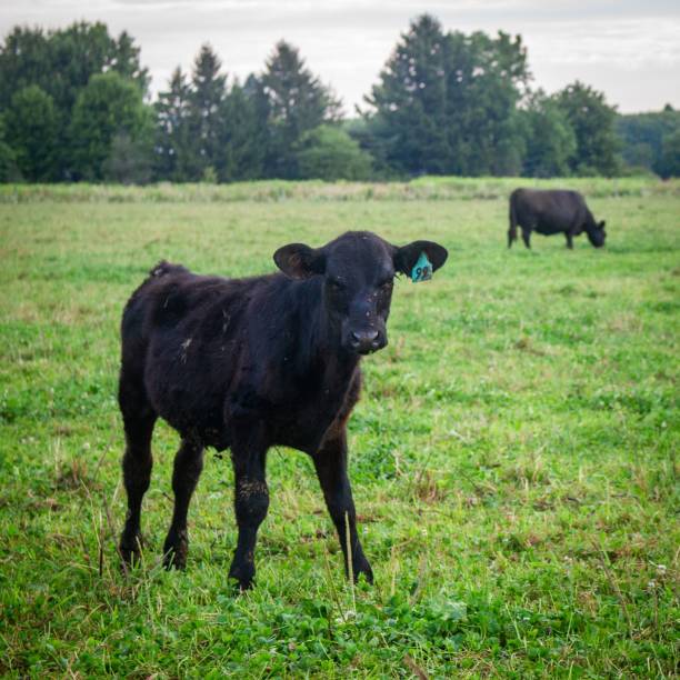 istock Beautiful black cow in a green field surrounded with trees 1459307981