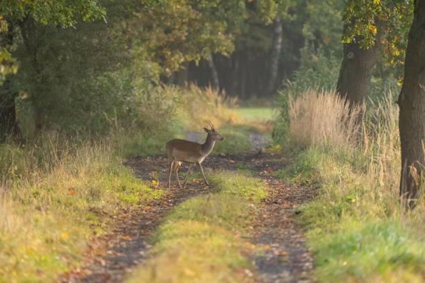 istock Small brown deer crossing a walking track in a forest 1459308252